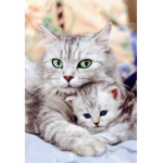 Kittys! and cats!