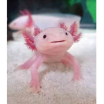 The Axolotl Kingdom Of The Deep