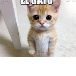 El gatooooooooooooo