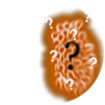 Mega Secret Chomik