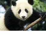 Winter Pandas