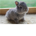 Bunny Buddies!