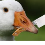 Geese United - Also for geese fans