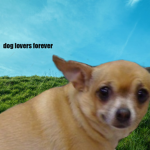 dog lovers forever
