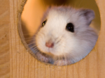 Xlittlepeanut builds