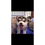 Doggy fam11