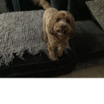 Dogs are so cute and they rule.