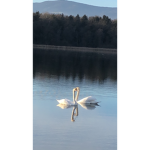 N E L I <3