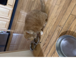 Cats love us alot