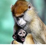 Monkey pro