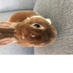 Bunni The Bb Deer