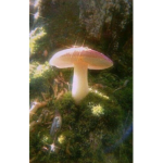 Mushroomsvx