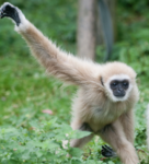 Gibbon Group