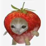 Strawberryy cat