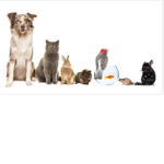 Every pet is acceptable