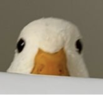 -Duckiez-
