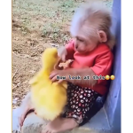Ducky and monkey place