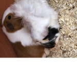 Guinea Pig Hangouts