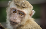 Monkeys only need