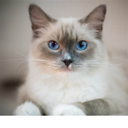 Cat Town