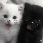 ε kitti з