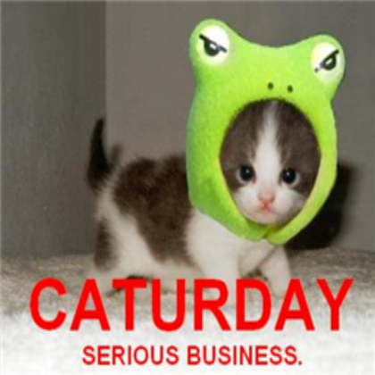 funny cat caturday Roblox decal