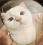 -+-Stxrs-+-