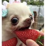 strawberry dance company