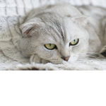 CatPerLes
