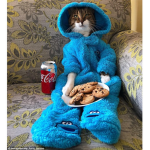 Pop Caat