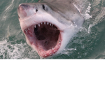 SHARK TEAMMM