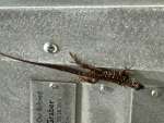 OGNAMER