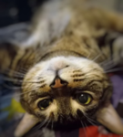 Group about... My Cat