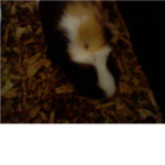 gini pig lover :3