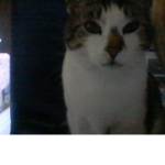 rudolph is my cat