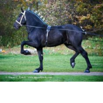 minty stables!!