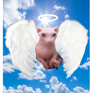 church of holy bingus