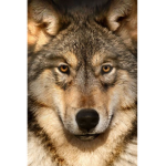 #Official Team Wolf