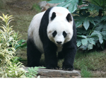 Pandy's Furry Hangout