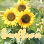 Sunflower squad official!
