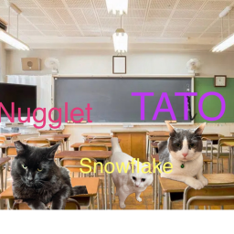 *The cats group*