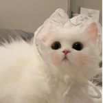 KittysUnite!