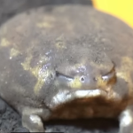 Frog care!