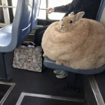 /pawsxic
