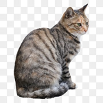 Local Cats