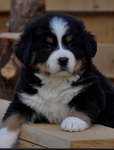 La team des bébés chiots