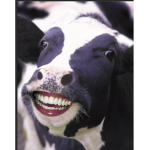 cow fan club moooooooooooooooooooooo