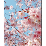 Official Falling Cherry Blossoms Group