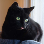 Cats are our friends, Love them.