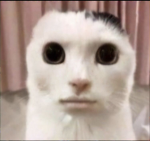 P̷͙̿o̷̅͜t̶̖͗a̵͉̓ț̷̌o̵̗͗ ̵̗̇P̶̝̊ȇ̵͉e̵͉͗ĺ̷̞e̶̻͊r̷